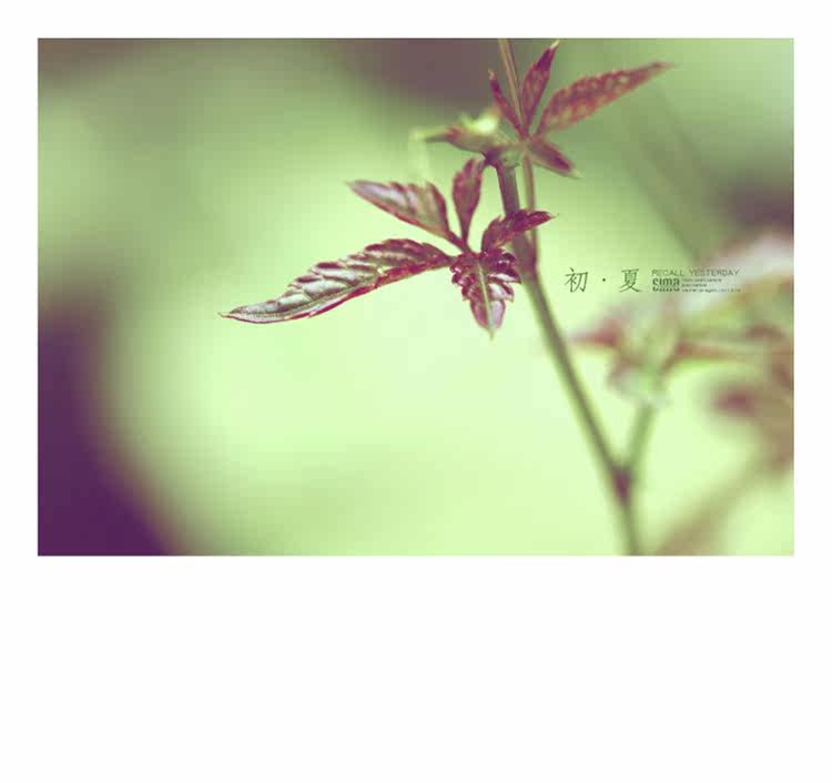 雅惠美园艺总汇