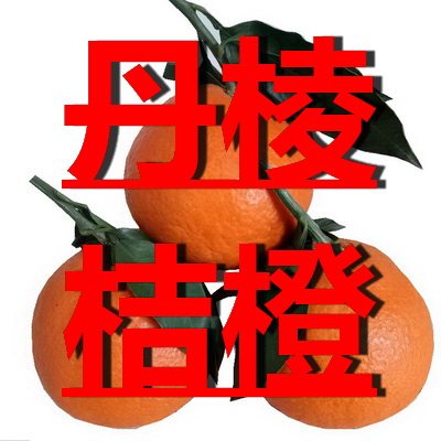 丹棱桔橙一四季鲜果 店铺LOGO