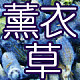 新疆65团伊美薰衣草