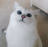 迷宠 馋嘴猫