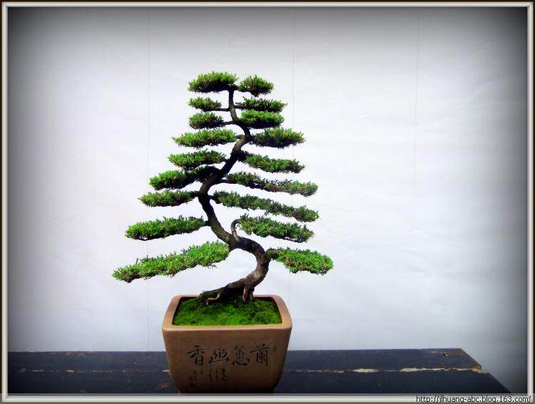 芳芳园林网