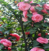 玮帆景观花卉