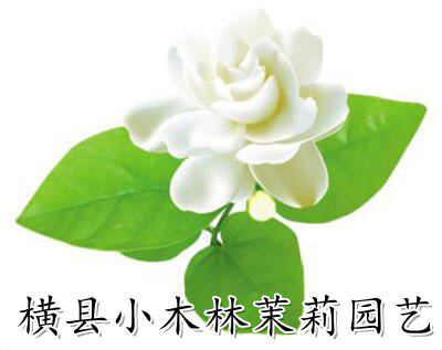 小木林茉莉园艺 店铺LOGO