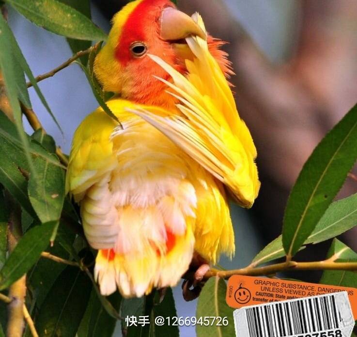 杨氏鹦鹉养殖