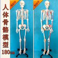兴淘医教骨骼模型