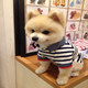 Bear toffy Pet