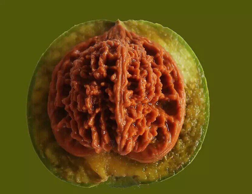 核芸阁