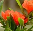 东莞 榴花打印耗材