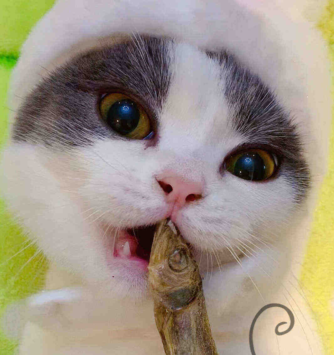Cc cats 店铺LOGO