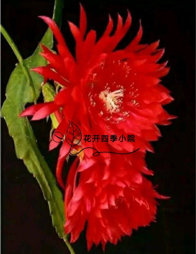 花开四季小院