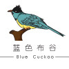 蓝色布谷Blue cuckoo