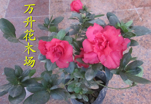 永福花乡万升花木场