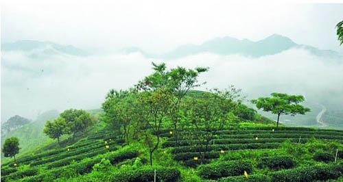 清华园名茶