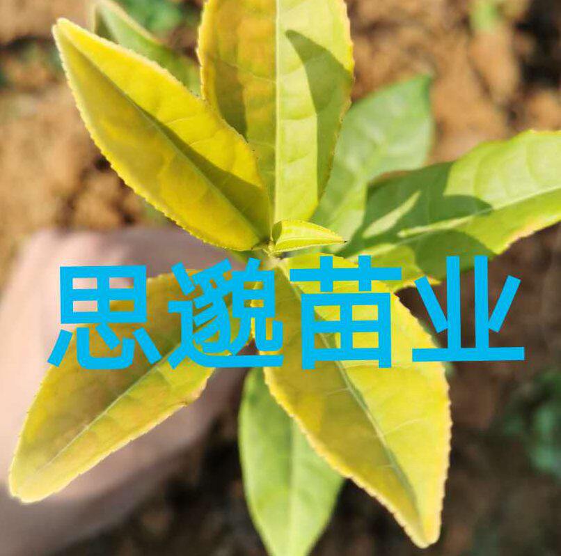 思邈苗业