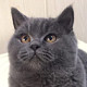 猫哥猫粮