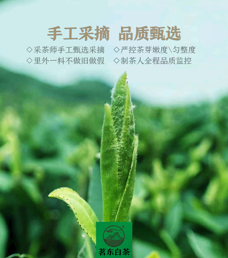 地理标志产品 茗东 福鼎白茶 老寿眉茶饼 150g 图5