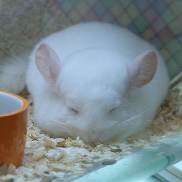 长沙龙猫店安可宠物用品