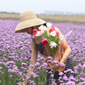 漫喵花艺