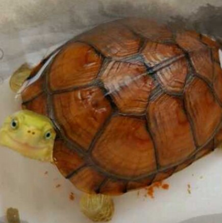 闪耀龟途