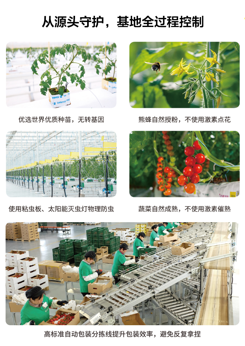奥运会供应商 绿行者 桃太郎 沙瓤粉番茄 西红柿 5斤 无农药不催熟 图16