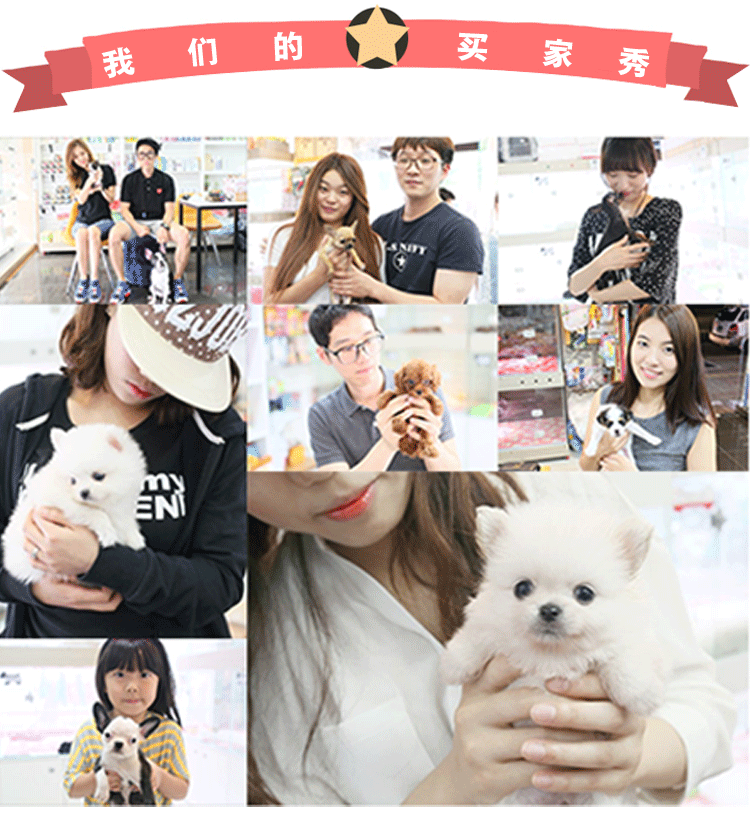 三个月的中亚牧羊犬 公母均有