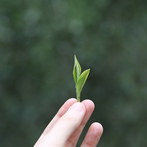 枞言君茶舍