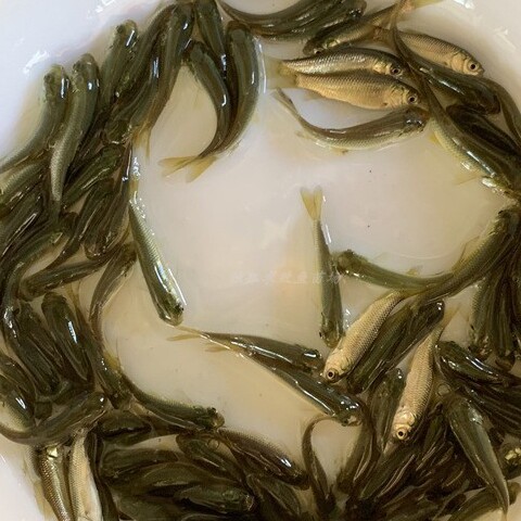独孤求败鱼苗场