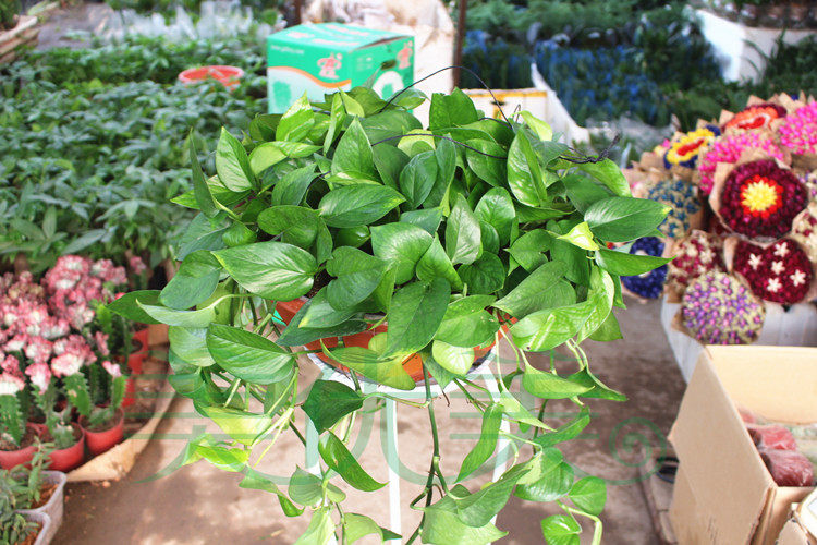 首页-涵怡园艺-淘宝网