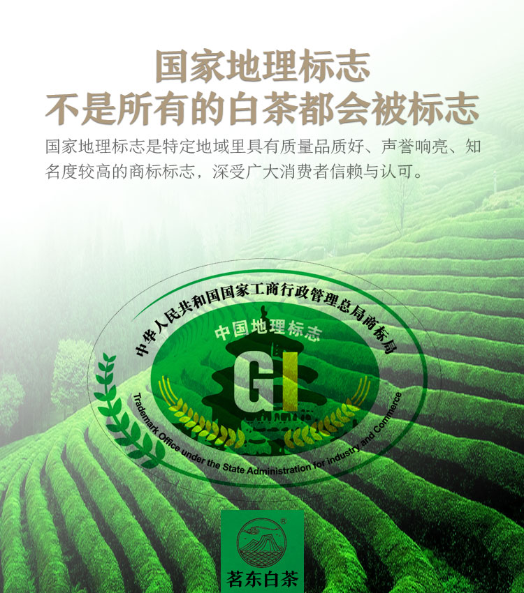 地理标志产品 茗东 福鼎白茶 老寿眉茶饼 150g 图11