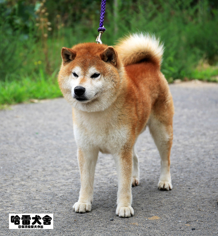 光神竜 北京水本庄当家种公图鉴 北京水本庄 秋田柴犬犬舍 新浪博客