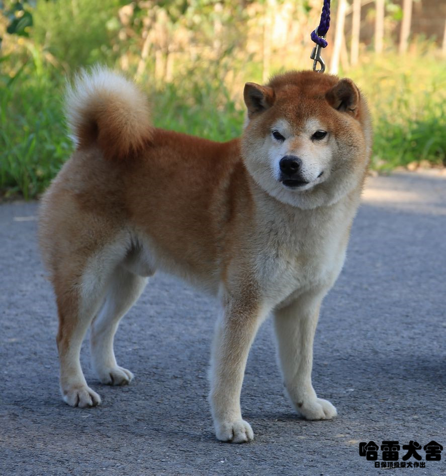 光神竜 北京水本庄当家种公图鉴 北京水本庄 秋田柴犬犬舍 新浪博客