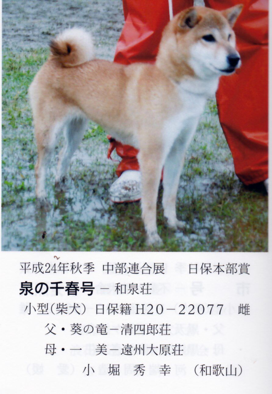 北京水本庄种公 奎之竜 以及它的优秀子女 北京水本庄 秋田柴犬犬舍 新浪博客