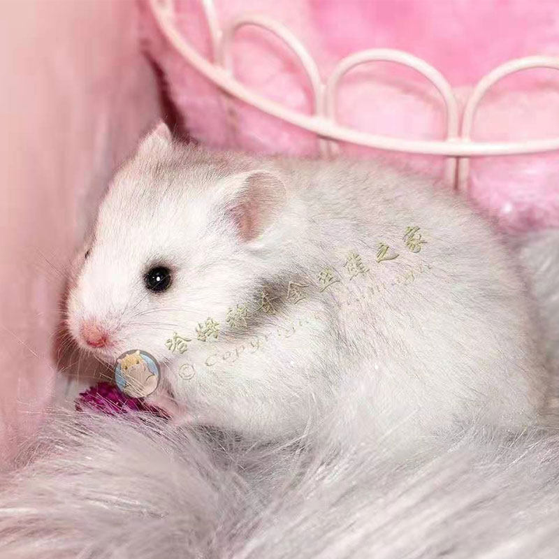 呆萌憨憨·纯银宝宝