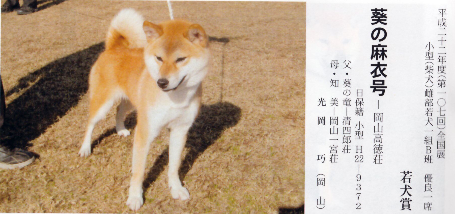 北京水本庄种公 奎之竜 以及它的优秀子女 北京水本庄 秋田柴犬犬舍 新浪博客
