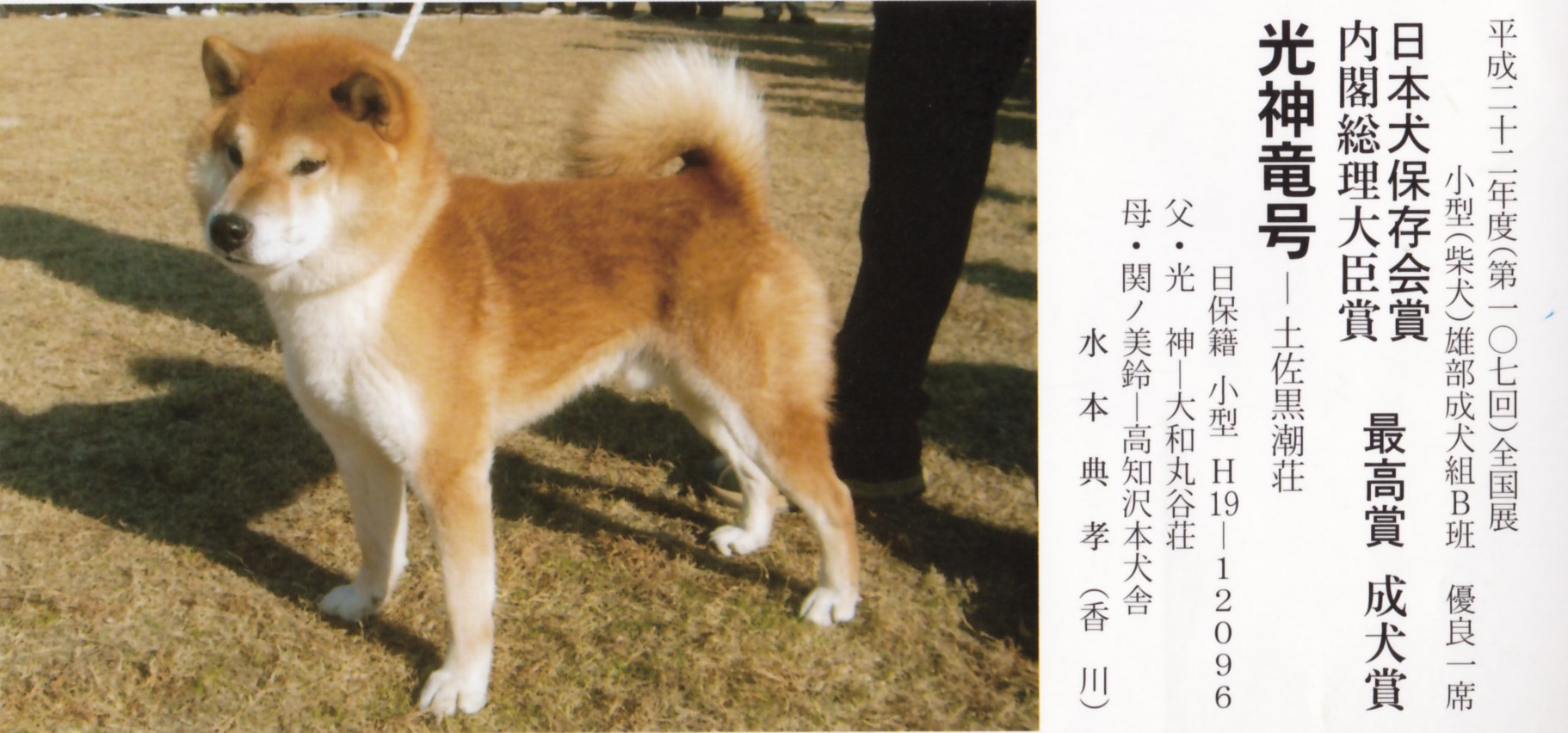 光神竜 北京水本庄当家种公图鉴 北京水本庄 秋田柴犬犬舍 新浪博客