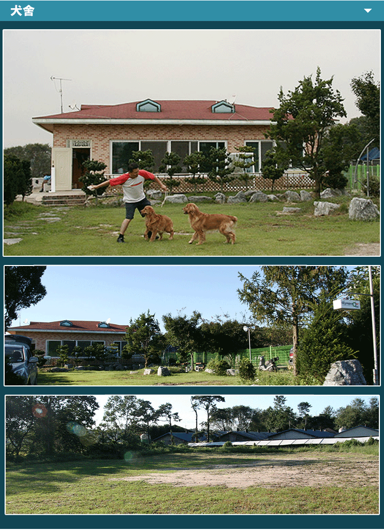 三个月的中亚牧羊犬 公母均有