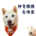 神奇德德在哪里