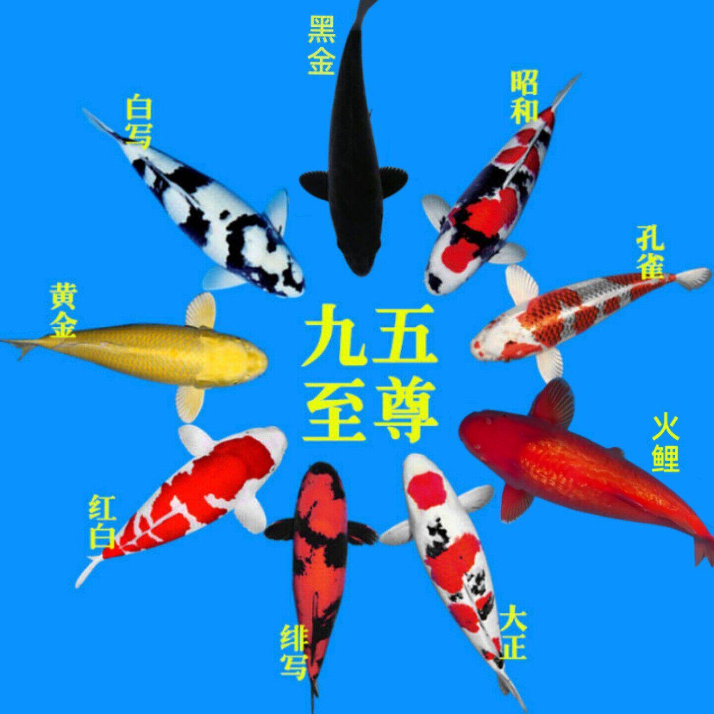 锦鲤之乡养殖基地