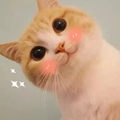 捣蛋猫家居日记