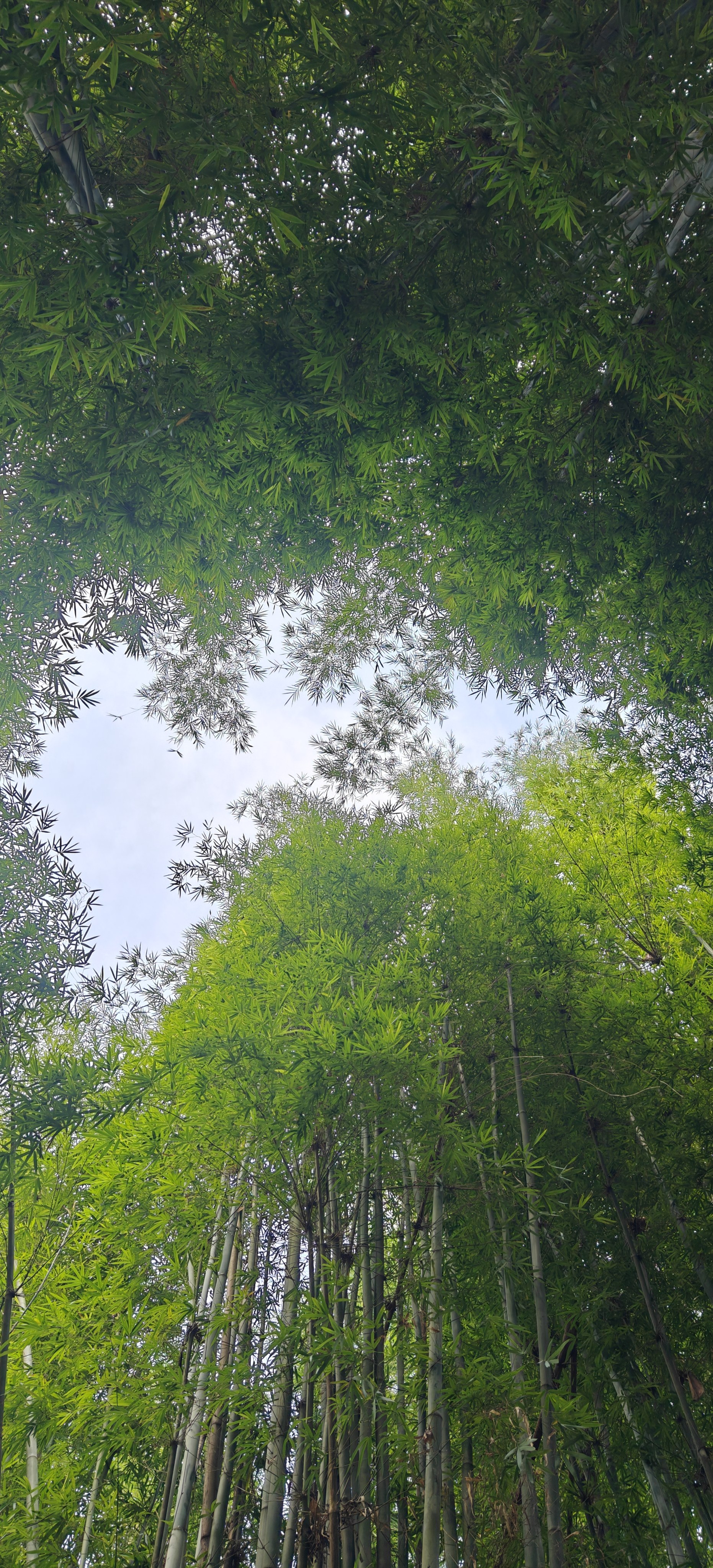 四叶草服装