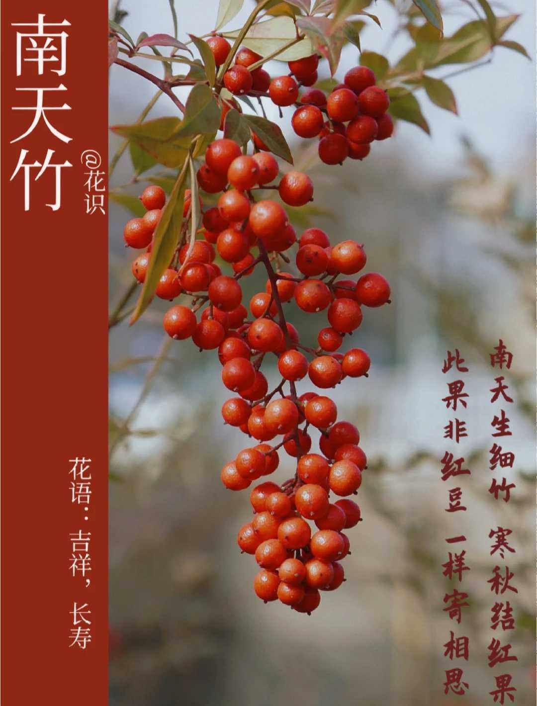千树园艺