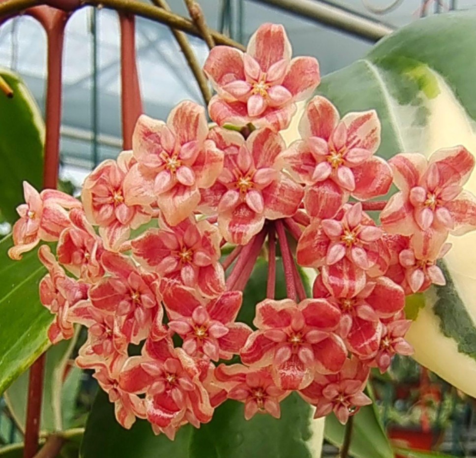 菁萃园艺 JadeiteGarden