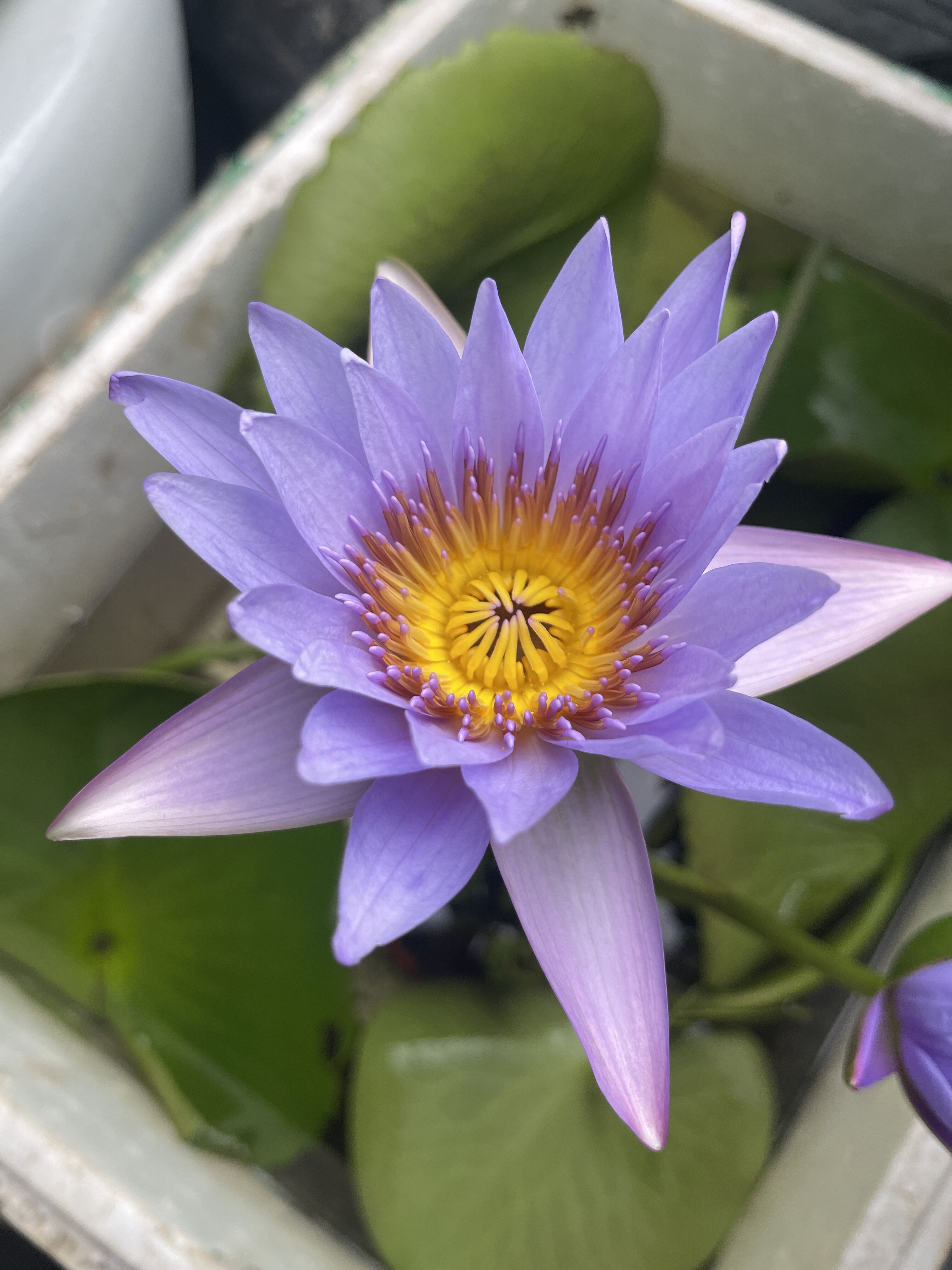 芳村水草