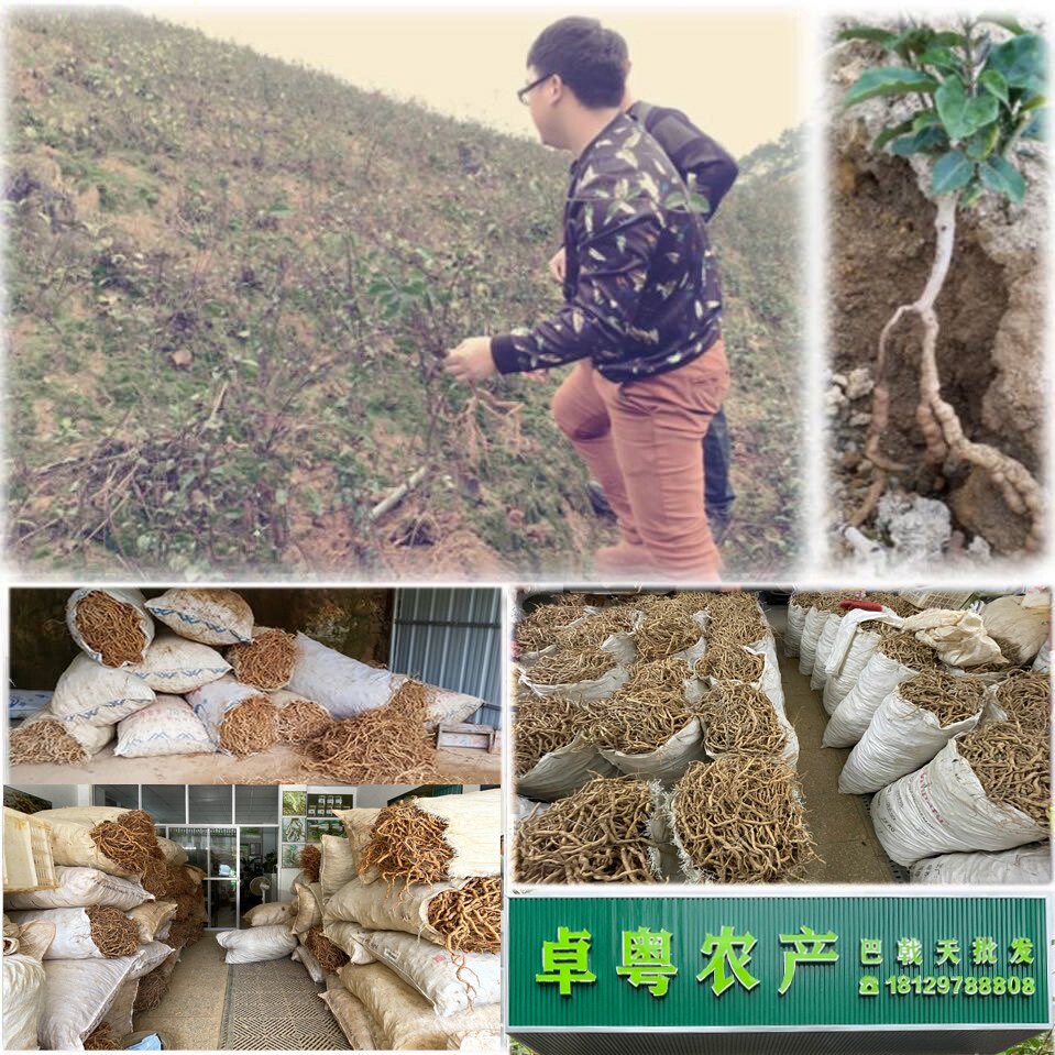 卓粤巴戟天批发产地直销店