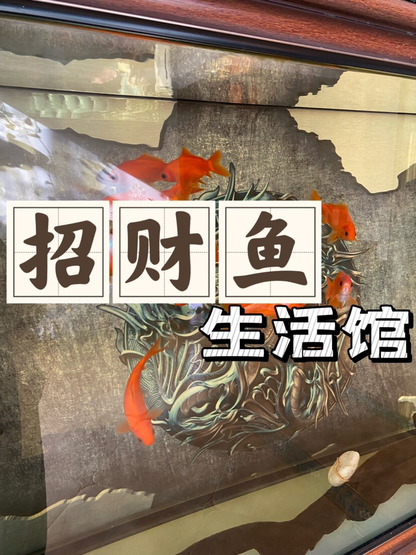 招财鱼生活馆
