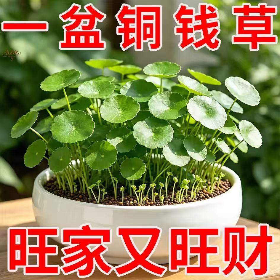 农夫优选种子店 店铺LOGO