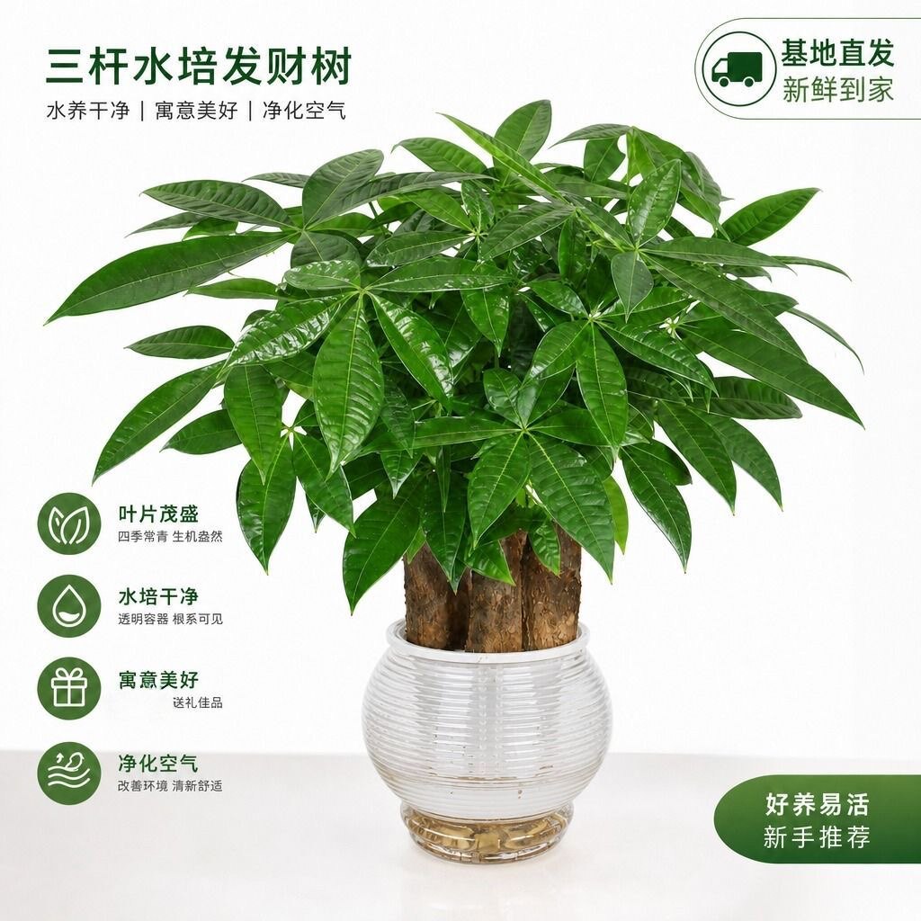 星际津舒运动店 店铺LOGO