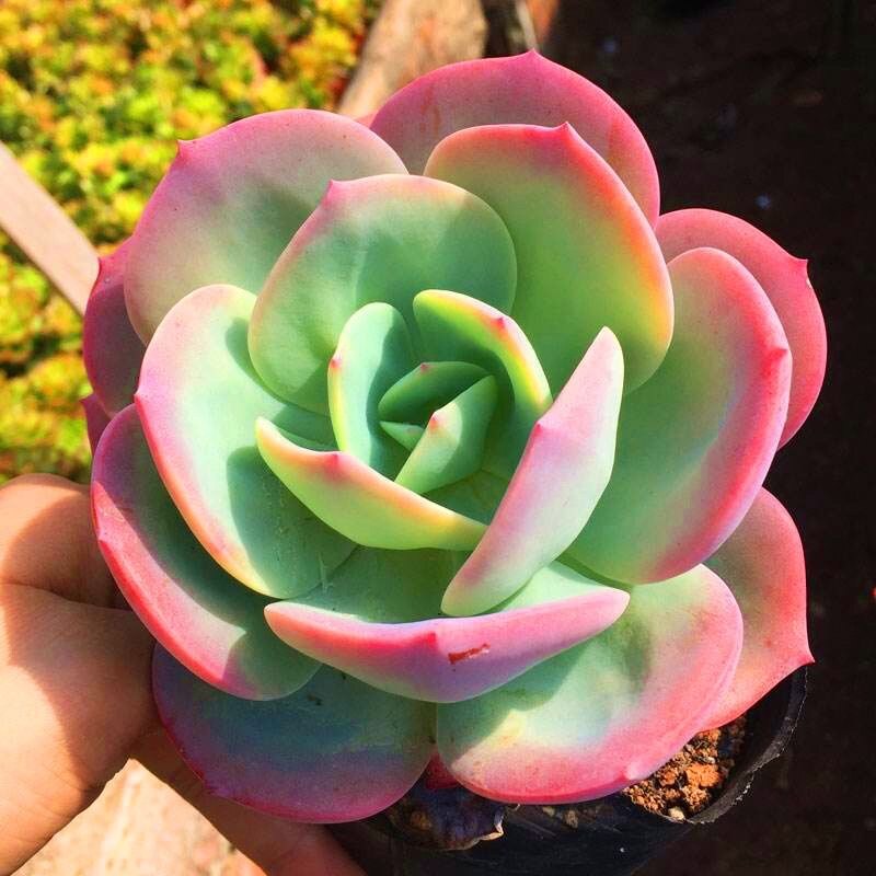 晴朗植物园艺