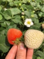 种草莓的大叔
