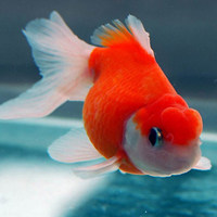 海洋之梦